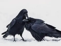 Karya Jawara Kontes Foto Burung yang Bikin Takjub