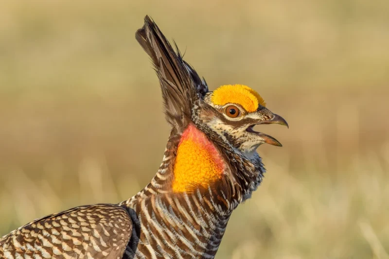 Audubon Photography Awards 2022
