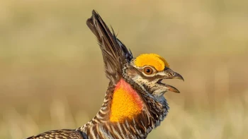 Youth Honorable Mention: Amiel Hopkins. Camera: Nikon D3500 with a Nikon AF-S NIKKOR 200-500mm f/5.6E ED lens; 1/800 second at f/7.1; ISO 320 Foto: Audubon Photography Awards