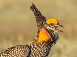 Karya Jawara Kontes Foto Burung yang Bikin Takjub