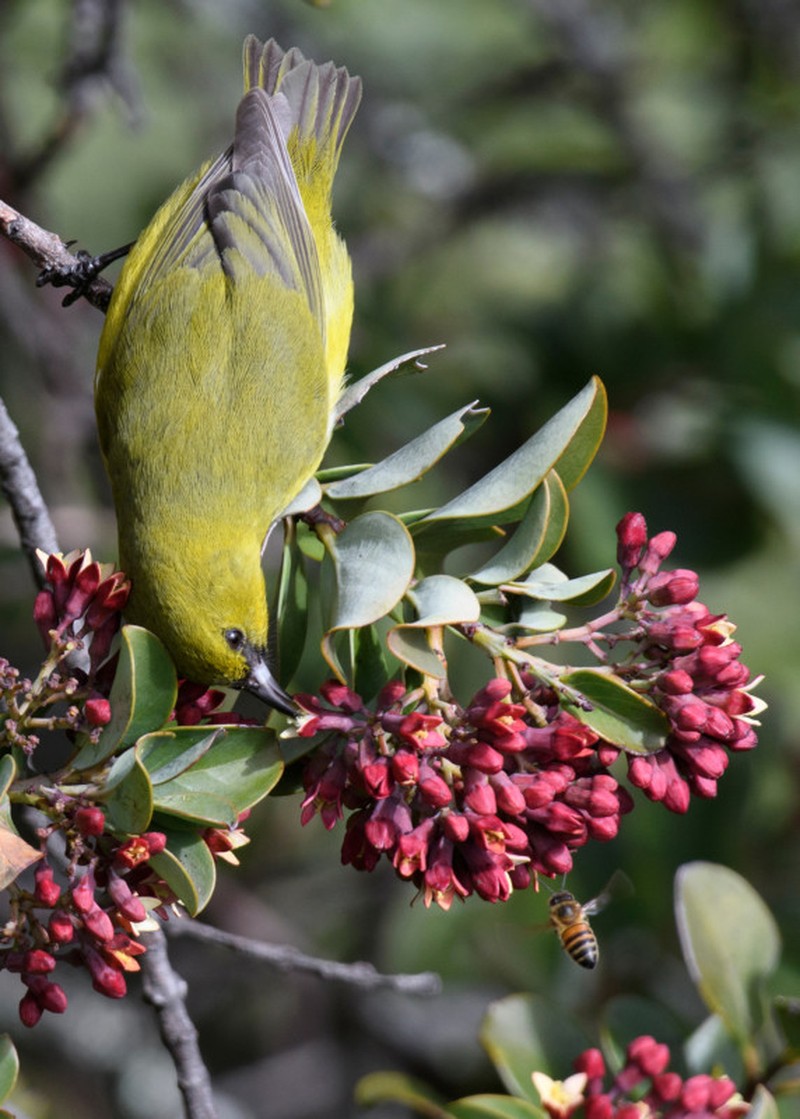 Audubon Photography Awards 2022