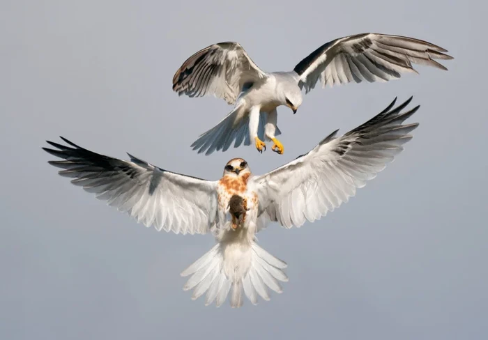Audubon Photography Awards 2022