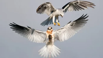 Pemenang utama diraih oleh Jack Shi dari Costa Mesa, California. Camera: Sony a9ii with Sony 600mm f/4.0 lens with a Sony FE 2x Teleconverter; 1/3200 second at f/8; ISO 800 Foto: Audubon Photography Awards