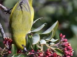 Karya Jawara Kontes Foto Burung yang Bikin Takjub