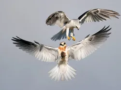 Karya Jawara Kontes Foto Burung yang Bikin Takjub
