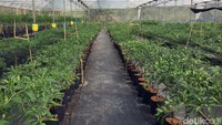 Bogor Fruit Garden menghadirkan fasilitas fun study serta ramah lingkungan yang akan mengajak para pelajar maupun millenial serta masyarakat umum untuk bercocok tanam, berkebun dengan tanaman hias dan tumbuhan obat-obatan, herbal, serta bahan kosmetik.