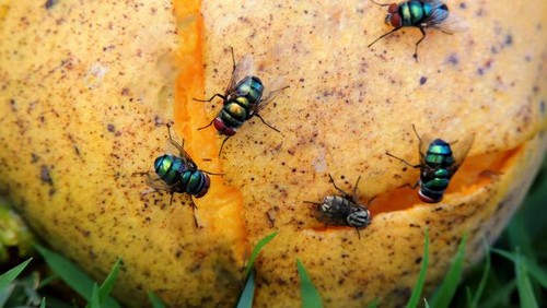 Cara ampuh usir lalat