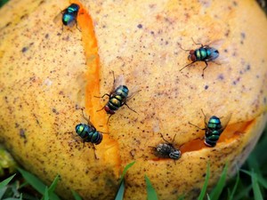 5 Tips Ampuh Cegah Lalat Hinggap di Makanan Agar Tetap Higienis