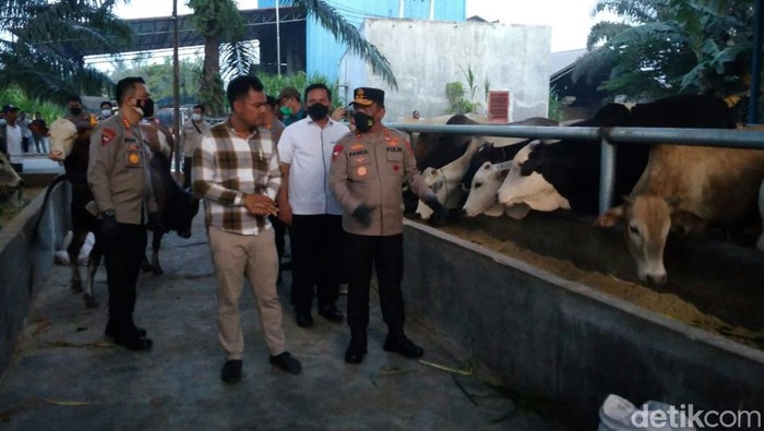 Kapolda Sumut Irjen Rz Panca Putra Simanjuntak saat mengecek kesehatan hewan ternak