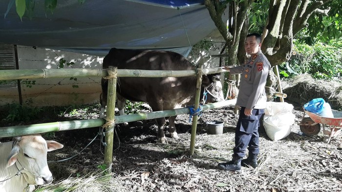 Kapolres Tasikmalaya AKBP Rimsyahtono dan Abdul, sapi yang dipeliharanya.