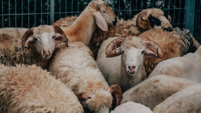 Bolehkah Membagikan Daging Kurban Kepada Non Muslim? Ini Kata MUI