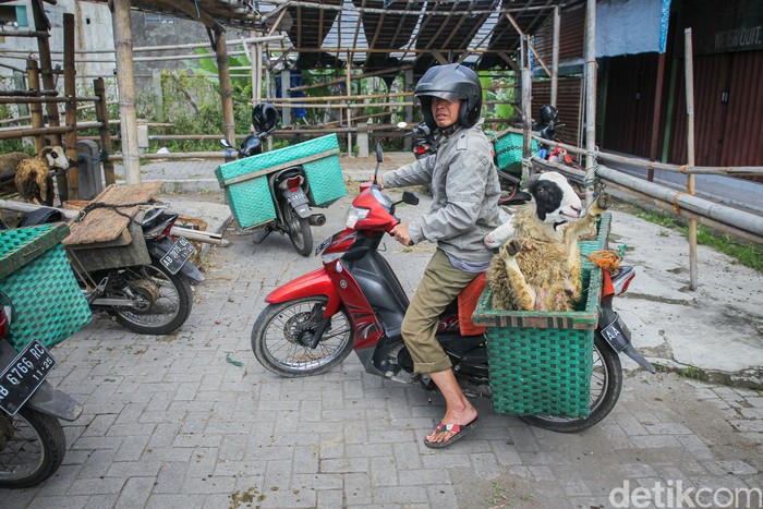 Pedagang kambing di pasar hewan Muntilan, Magelang, Jawa Tengah, Jumat (8/7/2022). Pedagang kambing di pasar hewan Muntilan, Magelang, Jawa Tengah, Jumat (8/7/2022).