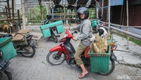Menurut sejarahnya, kambing adalah salah satu hewan yang dijinakkan dan dibudidayakan semenjak 8.000-10.000 tahun yang lalu. Adapun yang pertama kali menjinakan kambing masyarakat Pegunungan Zagros di Iran dan Irak. (Pius Erlangga/detikJateng)