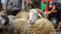Pasar hewan Muntilan buka setiap Kliwon dan Pahing menurut penanggalan Jawa. Foto: Pius Erlangga/detikJateng