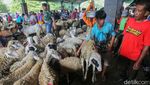 Potret Keramaian Pasar Hewan Muntilan Jelang Idul Adha 2022