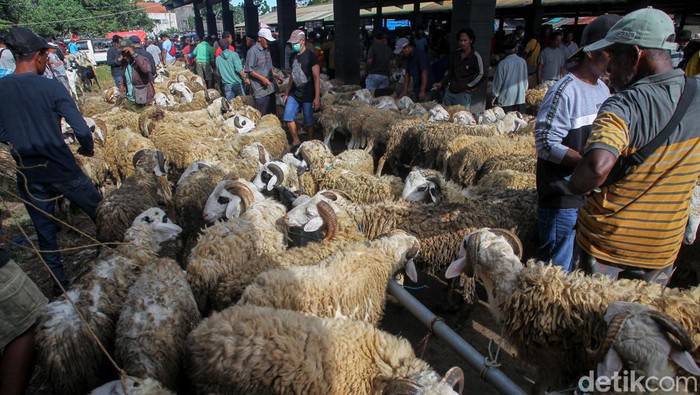 Pedagang kambing di pasar hewan Muntilan, Magelang, Jawa Tengah, Jumat (8/7/2022).