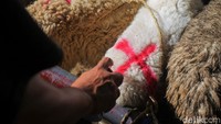 Transaksi pembayaran dilakukan secara tunai langsung di depan kambing antara penjual dan pembeli. Kambing yang sudah dibeli diberi tanda menggunakan cat semprot. Foto: Pius Erlangga/detikJateng