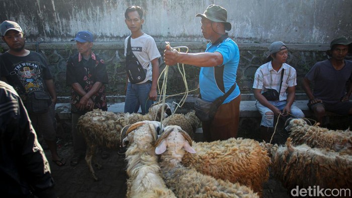 Pedagang kambing di pasar hewan Muntilan, Magelang, Jawa Tengah, Jumat (8/7/2022). Pedagang kambing di pasar hewan Muntilan, Magelang, Jawa Tengah, Jumat (8/7/2022).