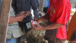 Potret Keramaian Pasar Hewan Muntilan Jelang Idul Adha 2022