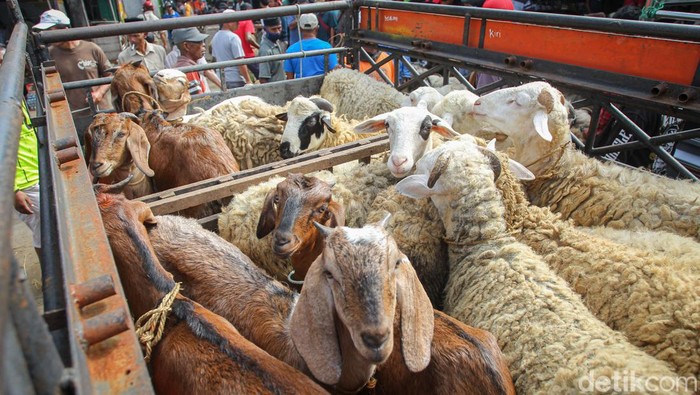 Pedagang kambing di pasar hewan Muntilan, Magelang, Jawa Tengah, Jumat (8/7/2022).
