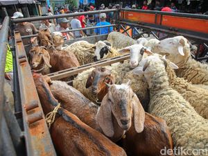 Harga Kambing di Jogja untuk Persiapan Idul Adha 2023