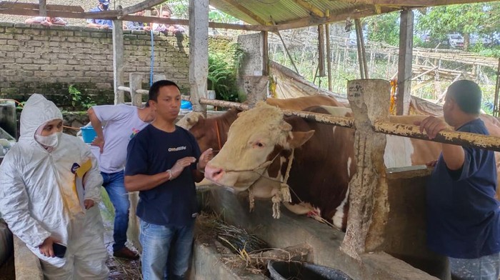 Pemeriksaan Sapi di Lembang yang dibeli Presiden Jokowi