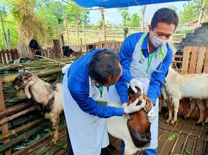 Pemkab Banyuwangi Bagikan Sertifikat Veteriner Hewan Kurban yang Sehat