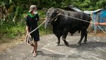 Nih Sapi Kurban Jokowi di Sleman, Bobotnya 1,07 Ton
