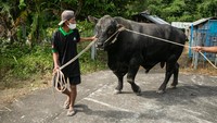Sapi kurban dari Presiden tersebut disalurkan oleh Kantor Kepatihan untuk disembelih pada Hari Raya Idul Adha 1443 H mendatang di Masjid Al-Fatah, Cangkringan, Sleman.