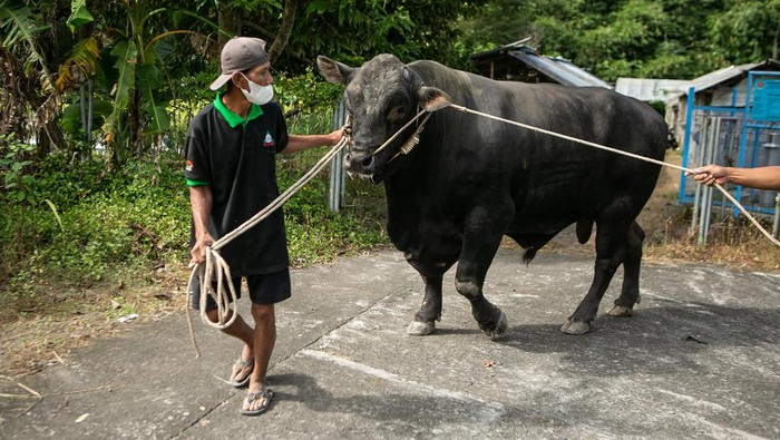 Warga membawa sapi yang dibeli Presiden Joko Widodo untuk kurban Idul Adha di Cangkringan, Sleman, DI Yogyakarta, Jumat (8/7/2022). Sapi kurban seberat 1,07 ton dari Presiden tersebut disalurkan oleh Kantor Kepatihan untuk disembelih pada Hari Raya Idul Adha 1443 H mendatang di Masjid Al-Fatah, Cangkringan, Sleman. ANTARA FOTO/Hendra Nurdiyansyah/rwa.