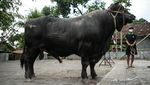Nih Sapi Kurban Jokowi di Sleman, Bobotnya 1,07 Ton