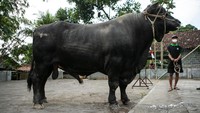 Diketahui sapi kurban ini memiliki bobot 1,07 ton.  