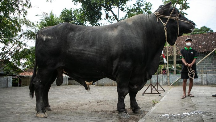 Warga membawa sapi yang dibeli Presiden Joko Widodo untuk kurban Idul Adha di Cangkringan, Sleman, DI Yogyakarta, Jumat (8/7/2022). Sapi kurban seberat 1,07 ton dari Presiden tersebut disalurkan oleh Kantor Kepatihan untuk disembelih pada Hari Raya Idul Adha 1443 H mendatang di Masjid Al-Fatah, Cangkringan, Sleman. ANTARA FOTO/Hendra Nurdiyansyah/rwa.