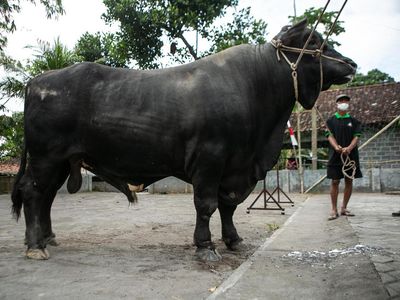 Nih Sapi Kurban Jokowi di Sleman, Bobotnya 1,07 Ton
