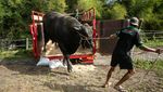 Nih Sapi Kurban Jokowi di Sleman, Bobotnya 1,07 Ton