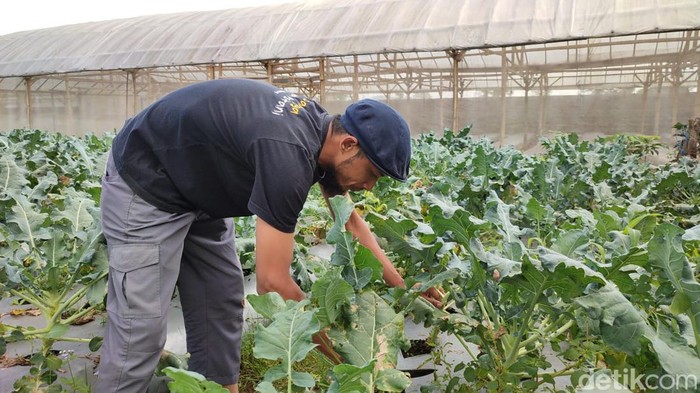 Petani di Lembang Cek Kondisi Sayuran Sebelum Dipanen
