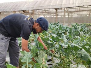 Harga Sayuran Dari Petani Lembang Naik!