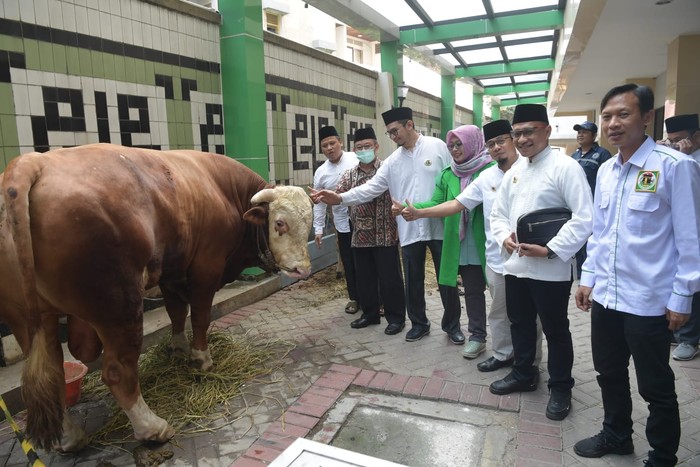 PPP Gandeng Ormas Islam Bagikan Hewan Kurban