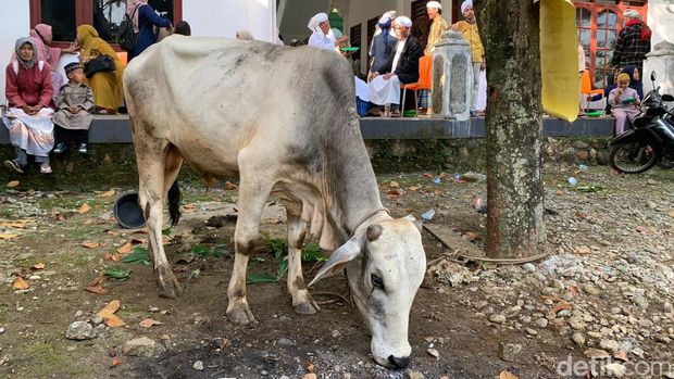 Sapi kurban jemaah Naqsabandiyah.