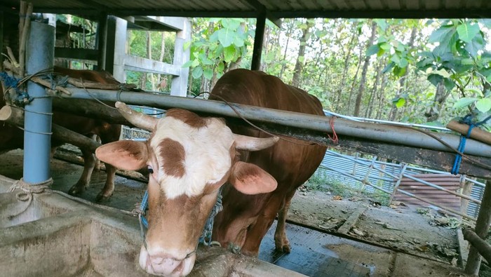 sapi kurban milik Gubernur Khofifah