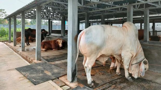 Sapi 'Sultan' yang dibeli Jokowi di Cilegon.