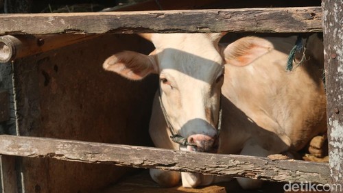 Ilustrasi sapi di kandang kelompok peternak sapi Kapanewon Srandakan, Bantul.