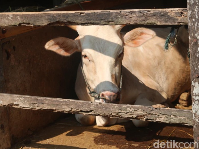 Ilustrasi sapi di kandang kelompok peternak sapi Kapanewon Srandakan, Bantul.