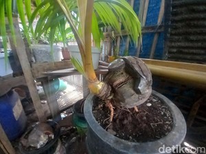 Unik! Warga Subang Buat Bonsai Kelapa jadi Ukiran Bentuk Kura-kura