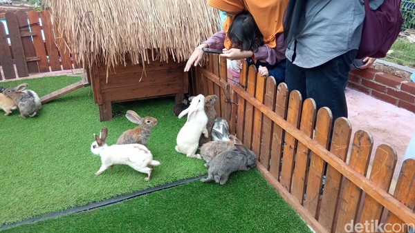 Ada kandang kelinci, anak-anak boleh masuk ke kandang untuk berfoto dan bermain bersama kelinci. (Bonauli/detikcom)