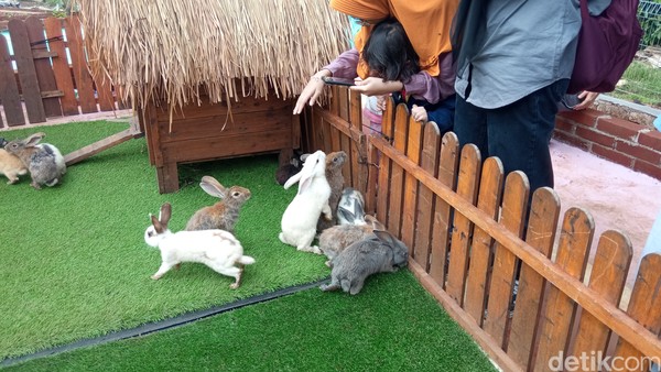 Ada kandang kelinci, anak-anak boleh masuk ke kandang untuk berfoto dan bermain bersama kelinci. (Bonauli/detikcom) Ada kandang kelinci, anak-anak boleh masuk ke kandang untuk berfoto dan bermain bersama kelinci. (Bonauli/detikcom)