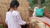 Ada pula anak domba merino yang menggemaskan. Untuk feeding animal akan dikenakan biaya tambahan Rp 20.000. (Bonauli/detikcom)