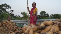 Para petani ini menderita kerugian besar akibat banjir dahsyat yang terjadi.  