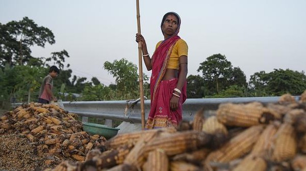 Ladang Jagung Rusak Gegara Banjir, Petani di India Pasrah