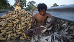 Ladang Jagung Rusak Gegara Banjir, Petani di India Pasrah